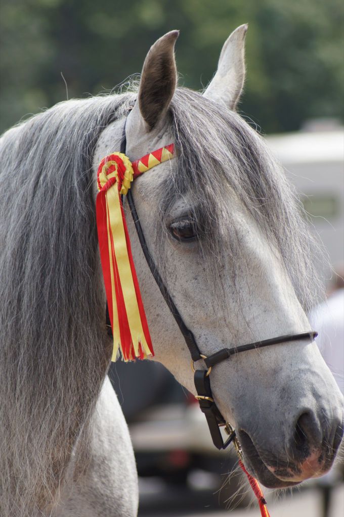 Help me choose a bridle for spanish horse!?!? (with pictures)