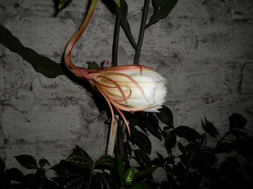 EPIPHYLLUM OXYPETALUM -fotos propias- EPIPHYLLUM OXYPETALUM -fotos propias-