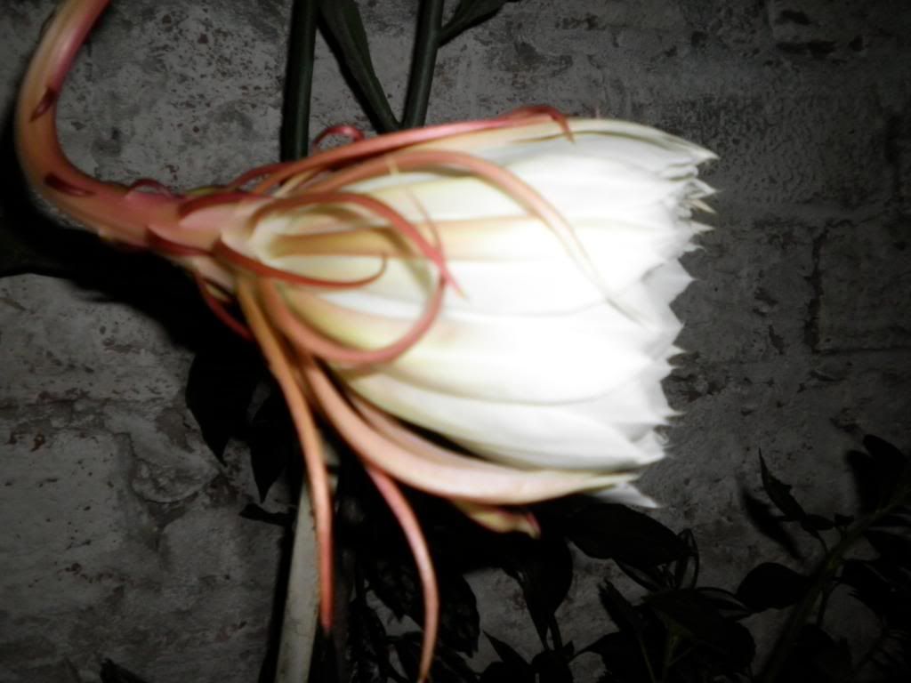 EPIPHYLLUM OXYPETALUM -fotos propias- EPIPHYLLUM OXYPETALUM -fotos propias-