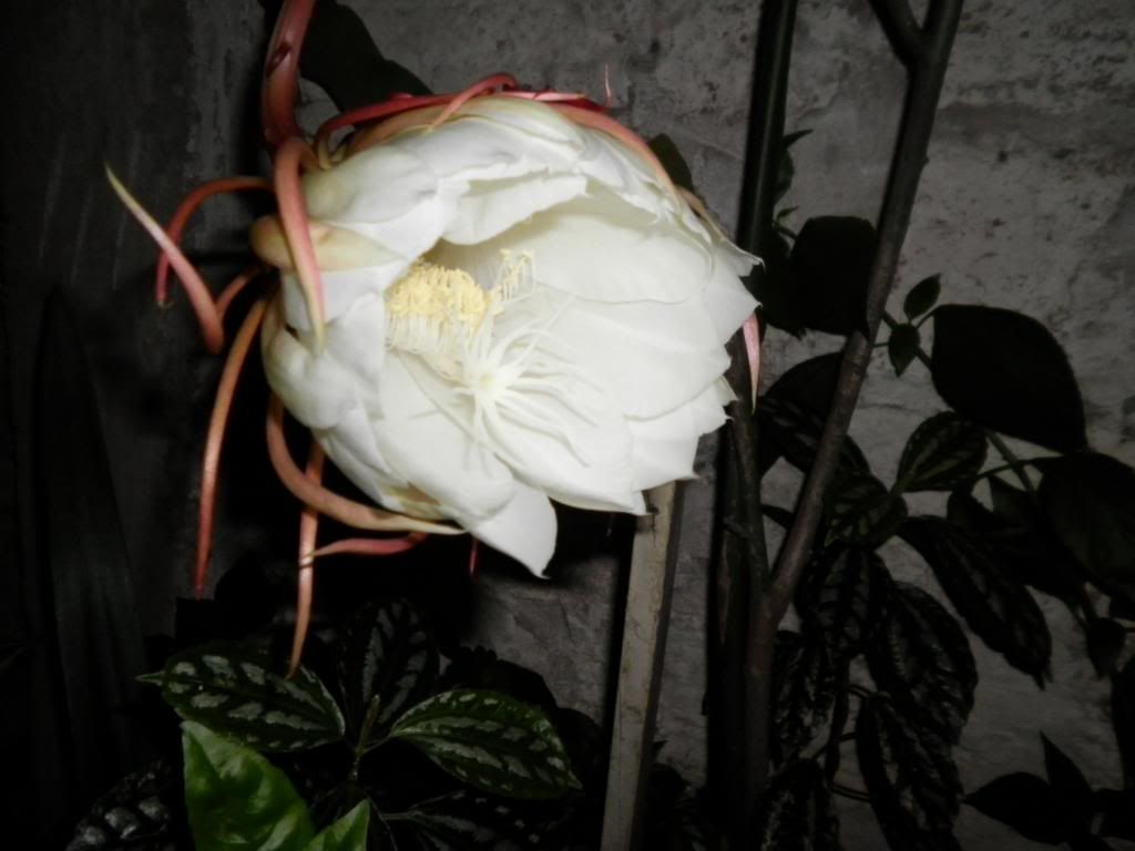 EPIPHYLLUM OXYPETALUM -fotos propias- EPIPHYLLUM OXYPETALUM -fotos propias-