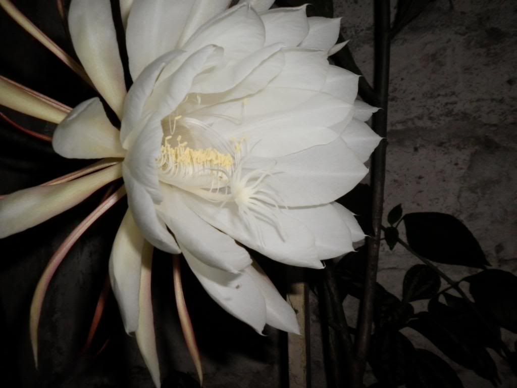 EPIPHYLLUM OXYPETALUM -fotos propias- EPIPHYLLUM OXYPETALUM -fotos propias-