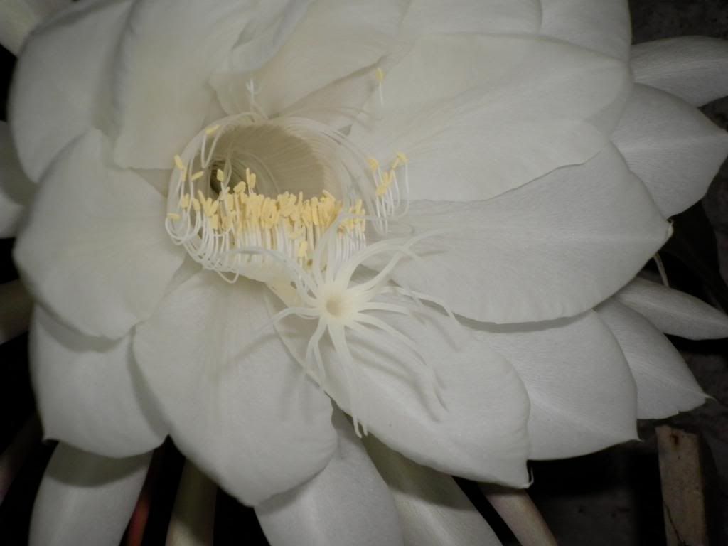 EPIPHYLLUM OXYPETALUM -fotos propias- EPIPHYLLUM OXYPETALUM -fotos propias-
