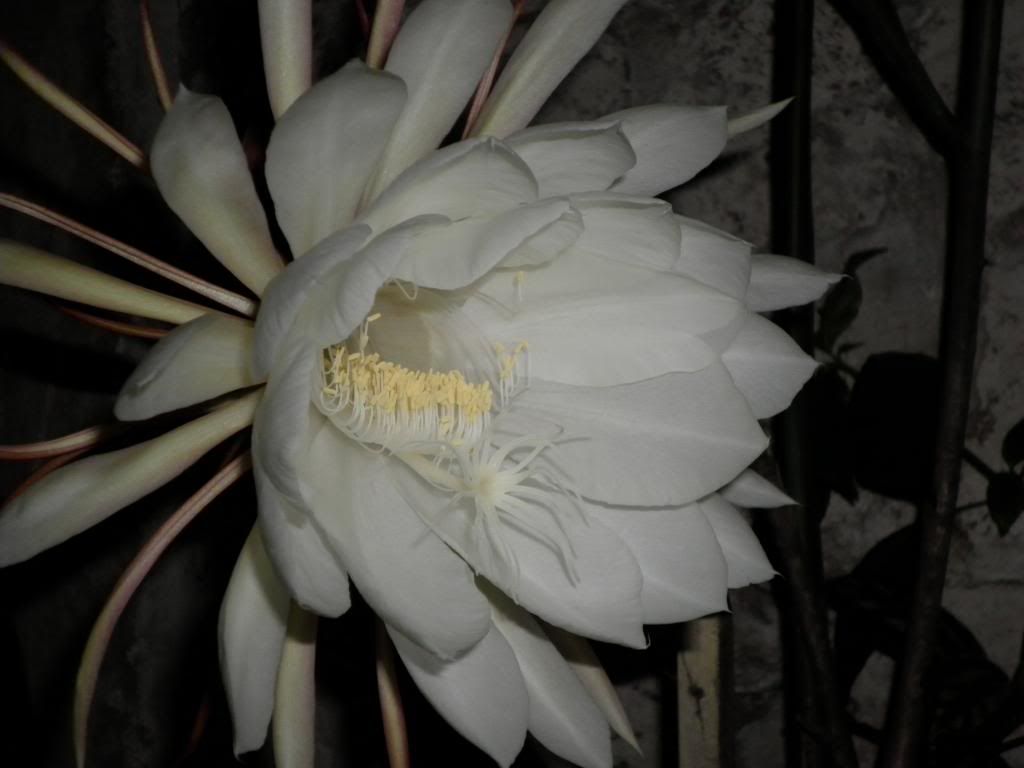 EPIPHYLLUM OXYPETALUM -fotos propias- EPIPHYLLUM OXYPETALUM -fotos propias-