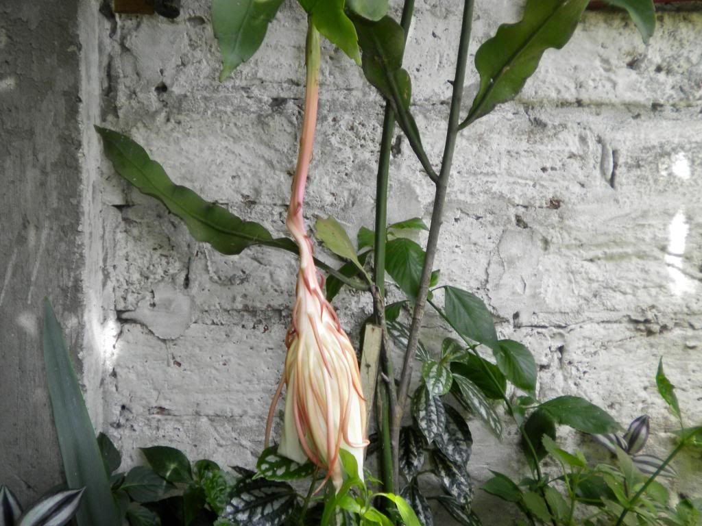 EPIPHYLLUM OXYPETALUM -fotos propias- EPIPHYLLUM OXYPETALUM -fotos propias-