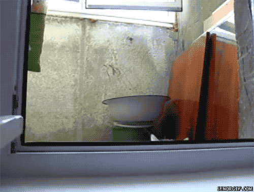 funny-pictures-gifs-creeper-cat_zpsn2rams5l.gif