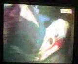 See more mobil balap videos »528 See more mobil balap videos »528