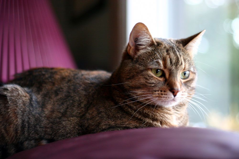 IMAGE: http://i1067.photobucket.com/albums/u425/RomanyStew/Baby-Cat_zps8dd59801.jpg