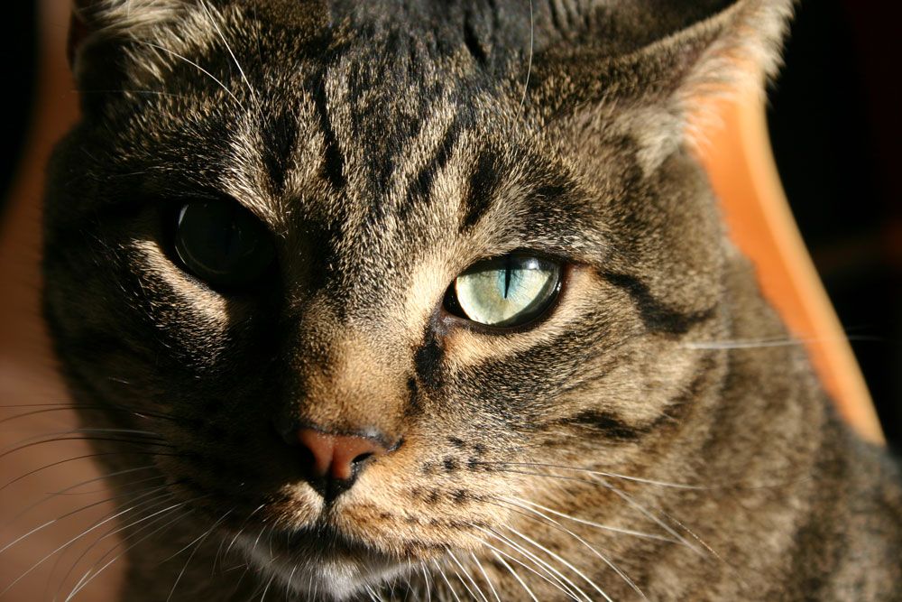 IMAGE: http://i1067.photobucket.com/albums/u425/RomanyStew/Bobby-Kat_zps04941e49.jpg