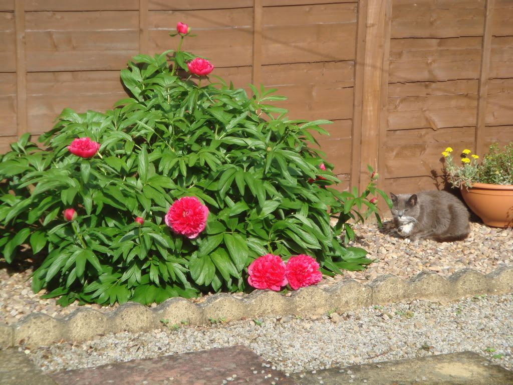 DSC00949.jpg