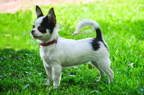 Братья наши меньшие, у кого кто - 2.