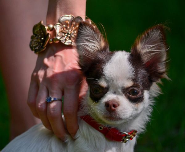 Братья наши меньшие, у кого кто - 2.