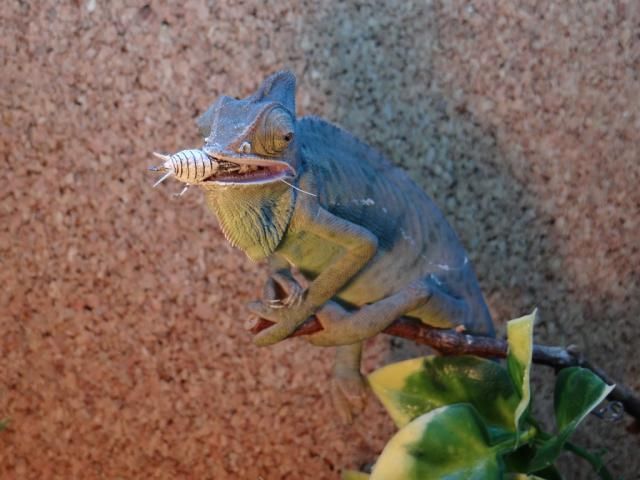 Братья наши меньшие, у кого кто - 2.