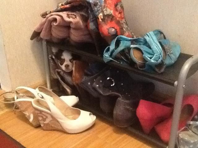 Братья наши меньшие, у кого кто - 2.