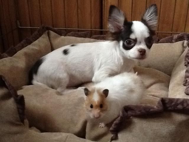 Братья наши меньшие, у кого кто - 2.