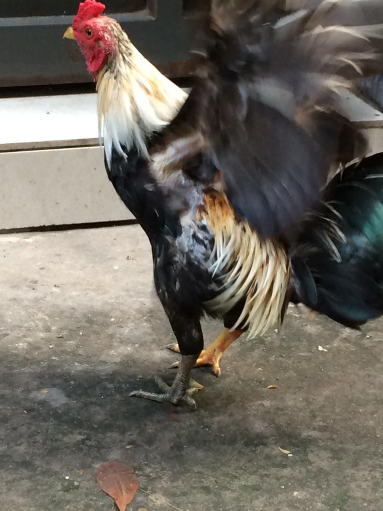 Nhượng lại 1 em gà Linh chân xanh chân vàng body chuẩn - 3