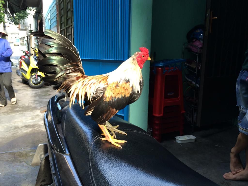 Nhượng lại 1 em gà Linh chân xanh chân vàng body chuẩn - 8