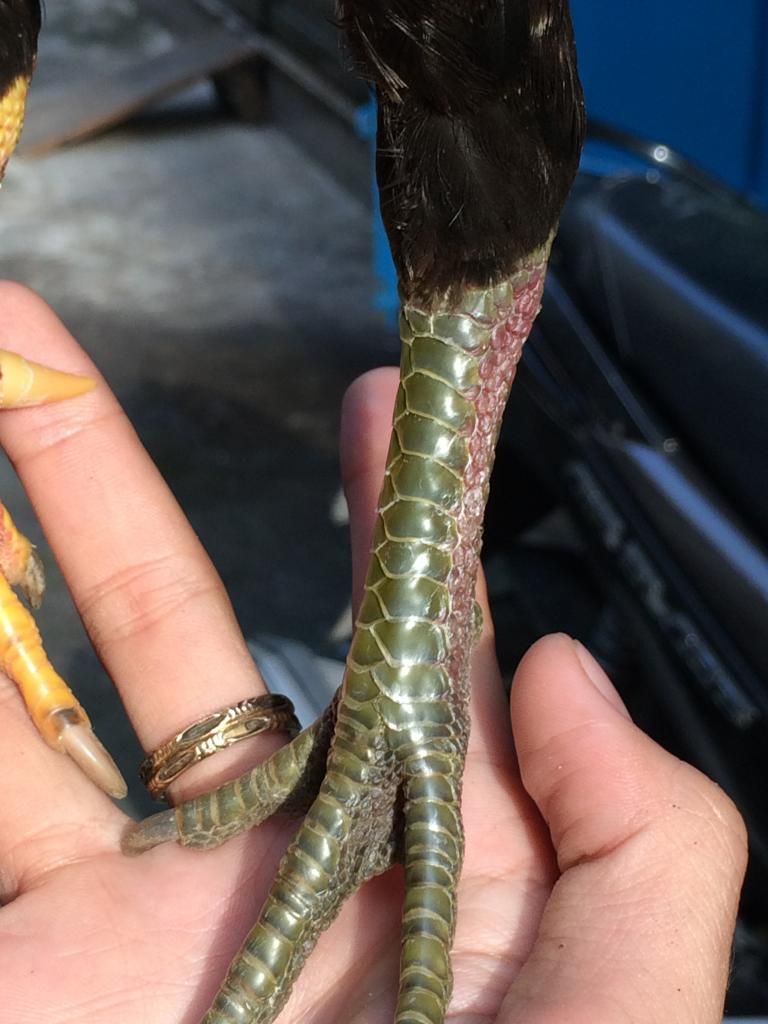 Nhượng lại 1 em gà Linh chân xanh chân vàng body chuẩn - 5