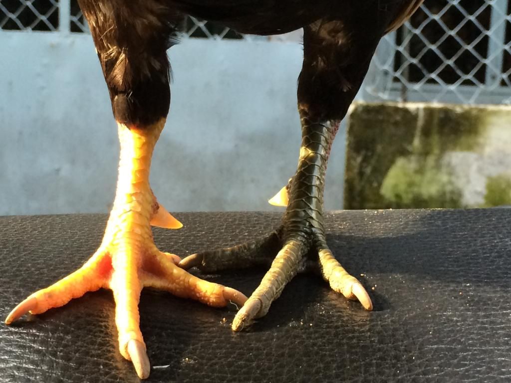 Nhượng lại 1 em gà Linh chân xanh chân vàng body chuẩn - 7