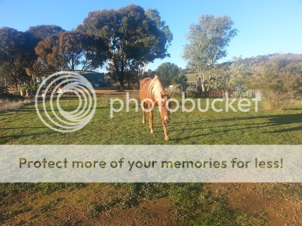  photo 20170701_161902_zps4ld3hfo0.jpg