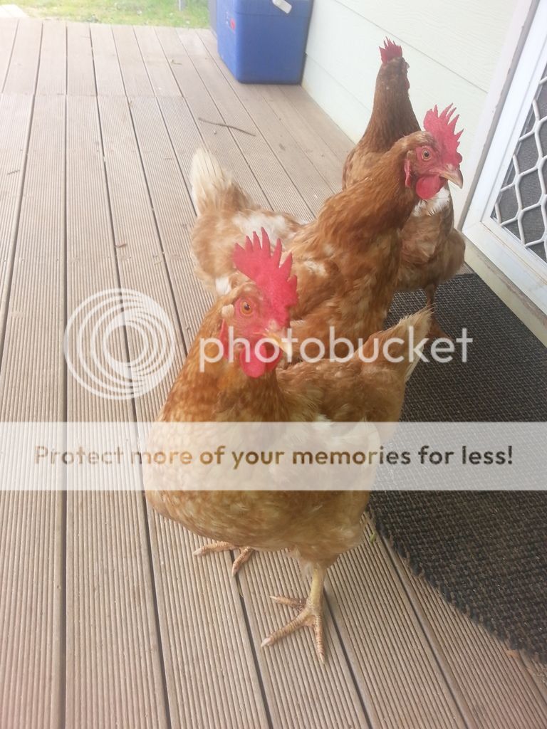 Chics photo 20170704_132320_zpsbj6plusz.jpg