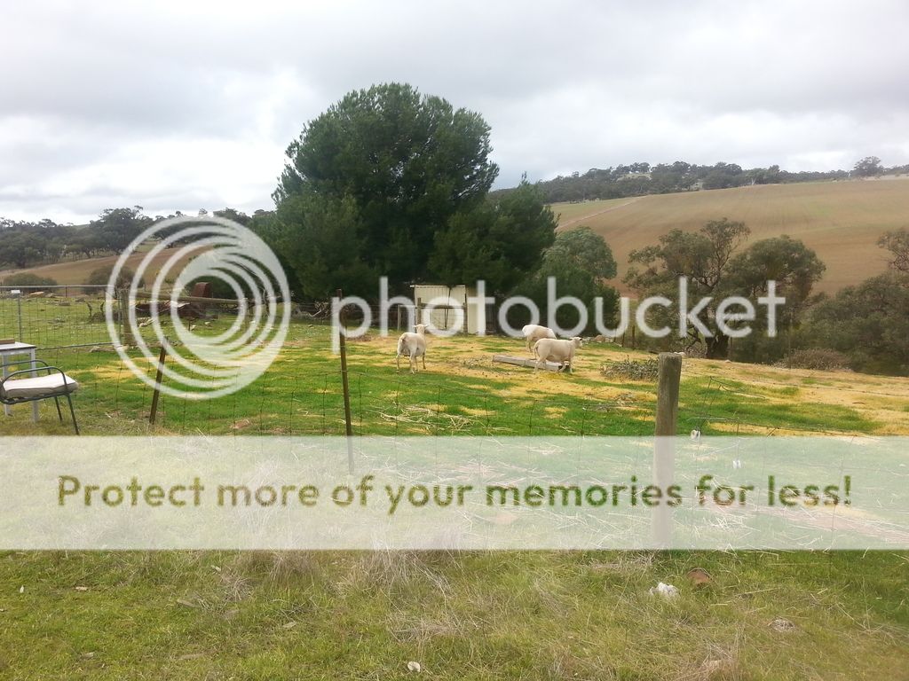 Sheep photo 20170704_132618_zpsozqoxjge.jpg