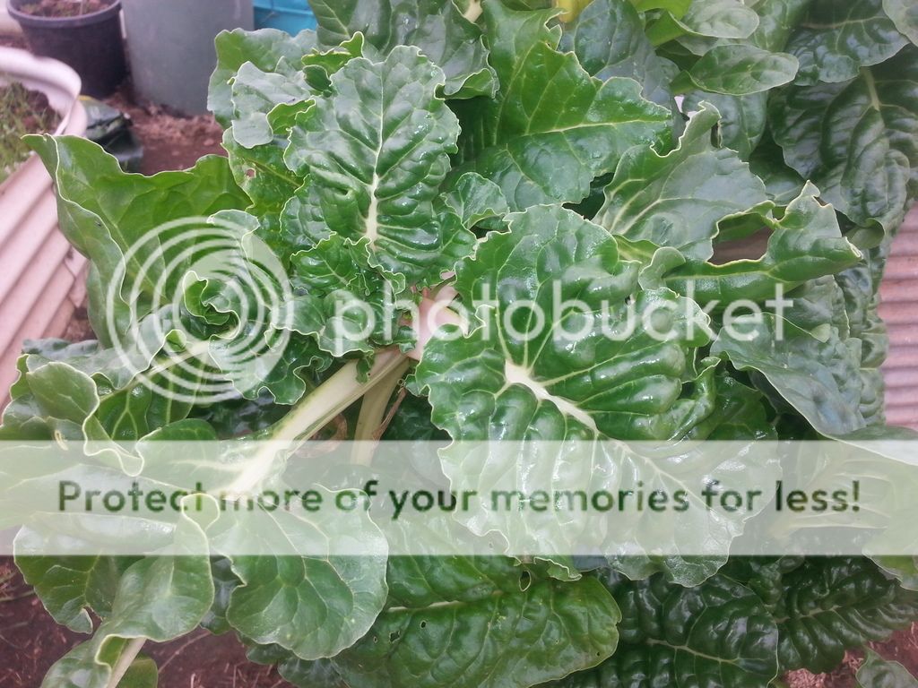 Greenz photo 20170704_132819_zpsg4eopaou.jpg