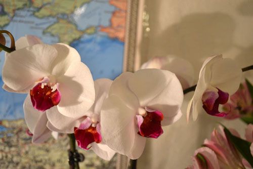 phalaenopsis