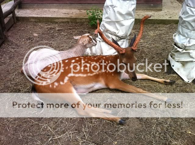 Photobucket Pictures, Images and Photos