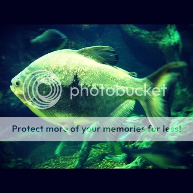Photobucket Pictures, Images and Photos