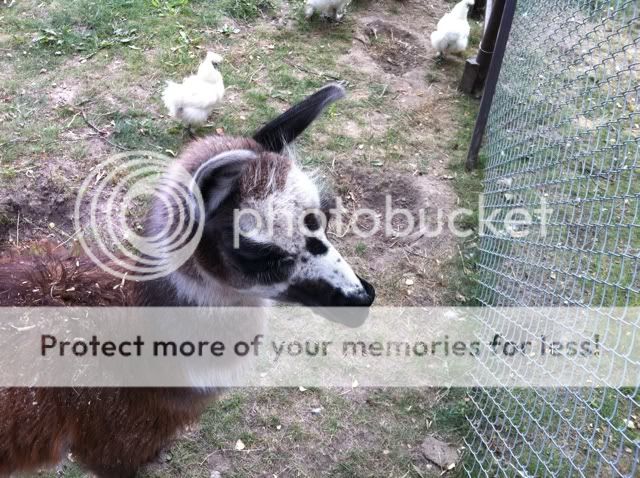 Photobucket Pictures, Images and Photos