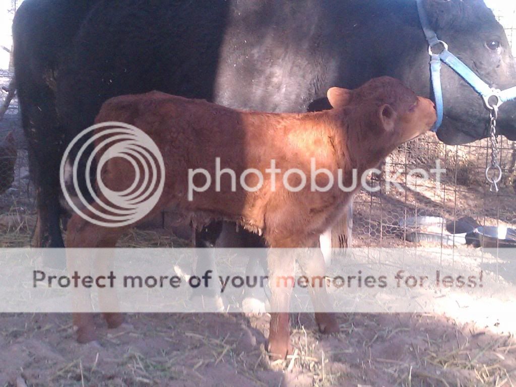 Calf4-22-2013006_zps7853d060.jpg