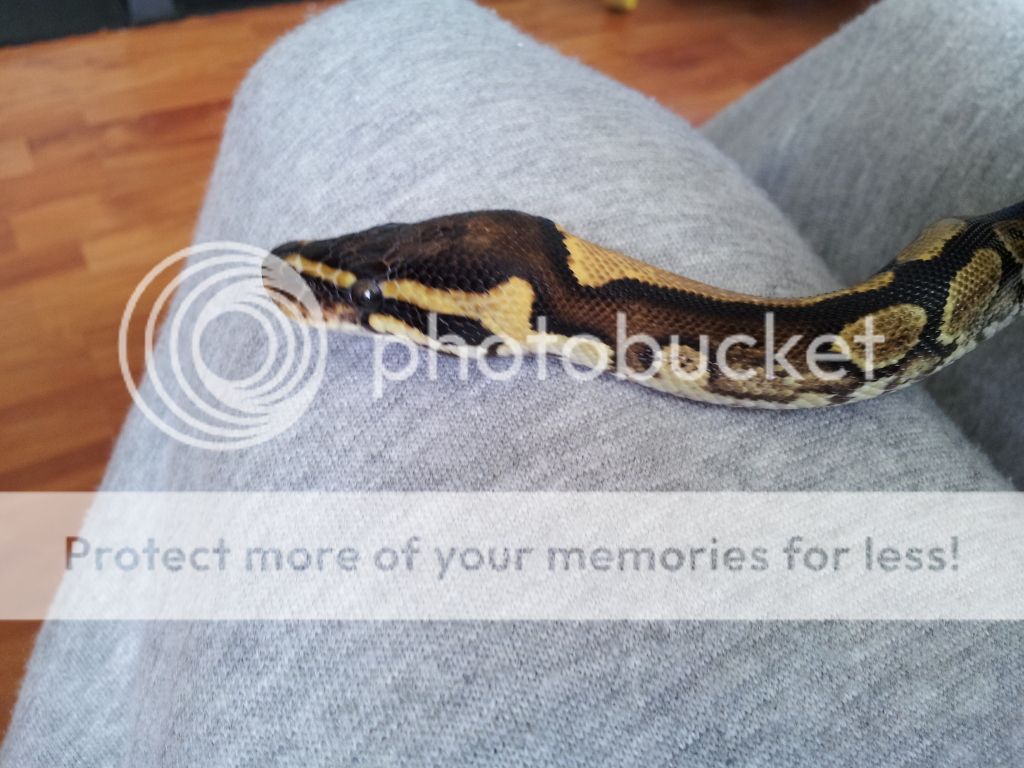 Spector ball python markings | Reptile Forums