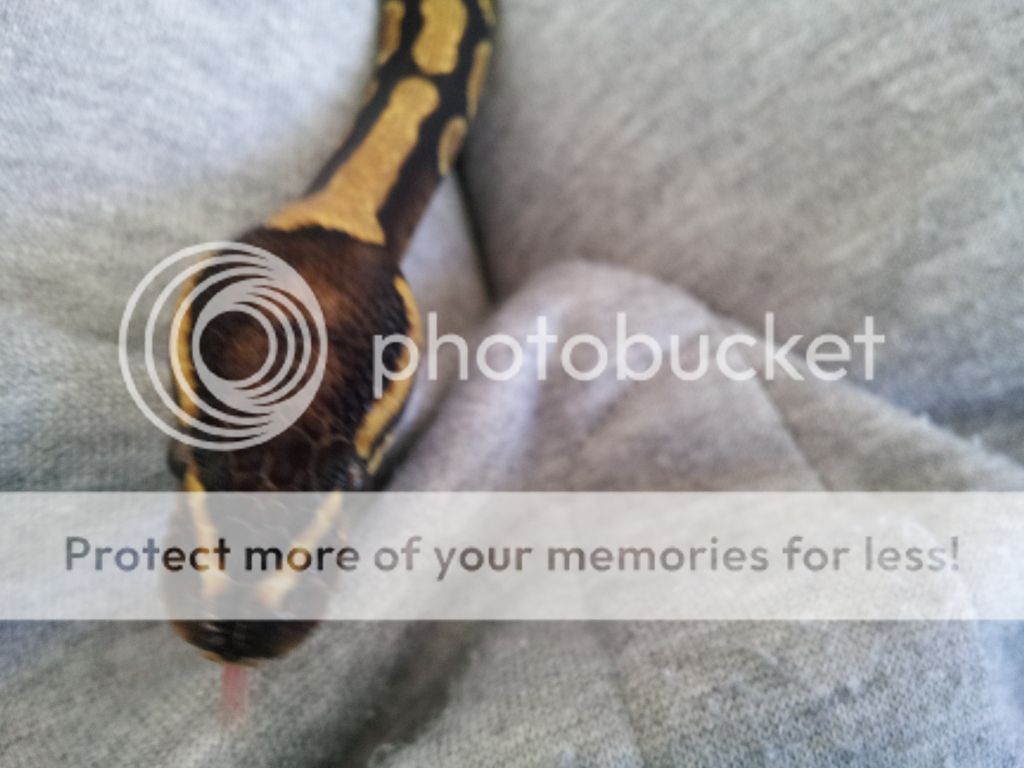 Spector ball python markings | Reptile Forums