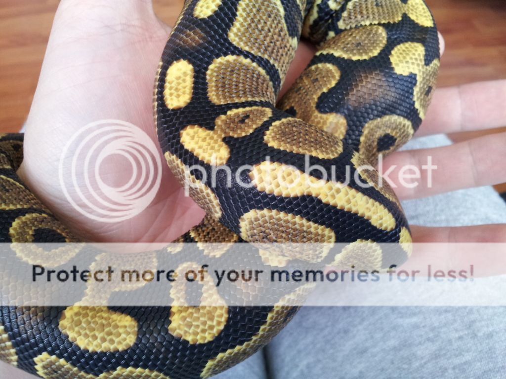 Spector ball python markings | Reptile Forums