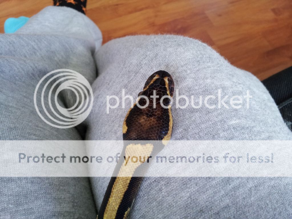 Spector ball python markings | Reptile Forums