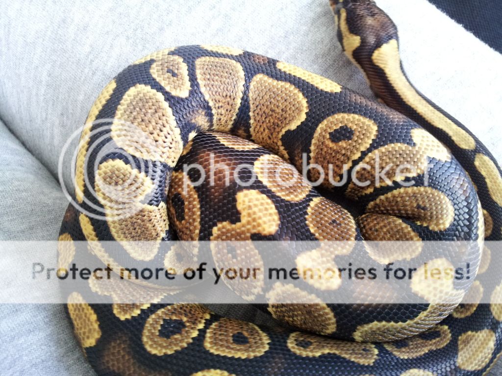 Spector ball python markings | Reptile Forums