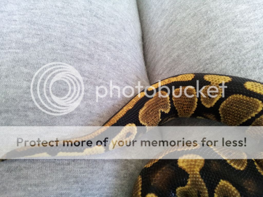 Spector ball python markings - Page 2 - Reptile Forums