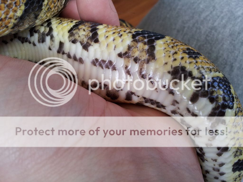 Spector ball python markings - Page 2 - Reptile Forums