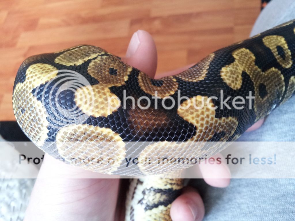 Spector ball python markings | Reptile Forums